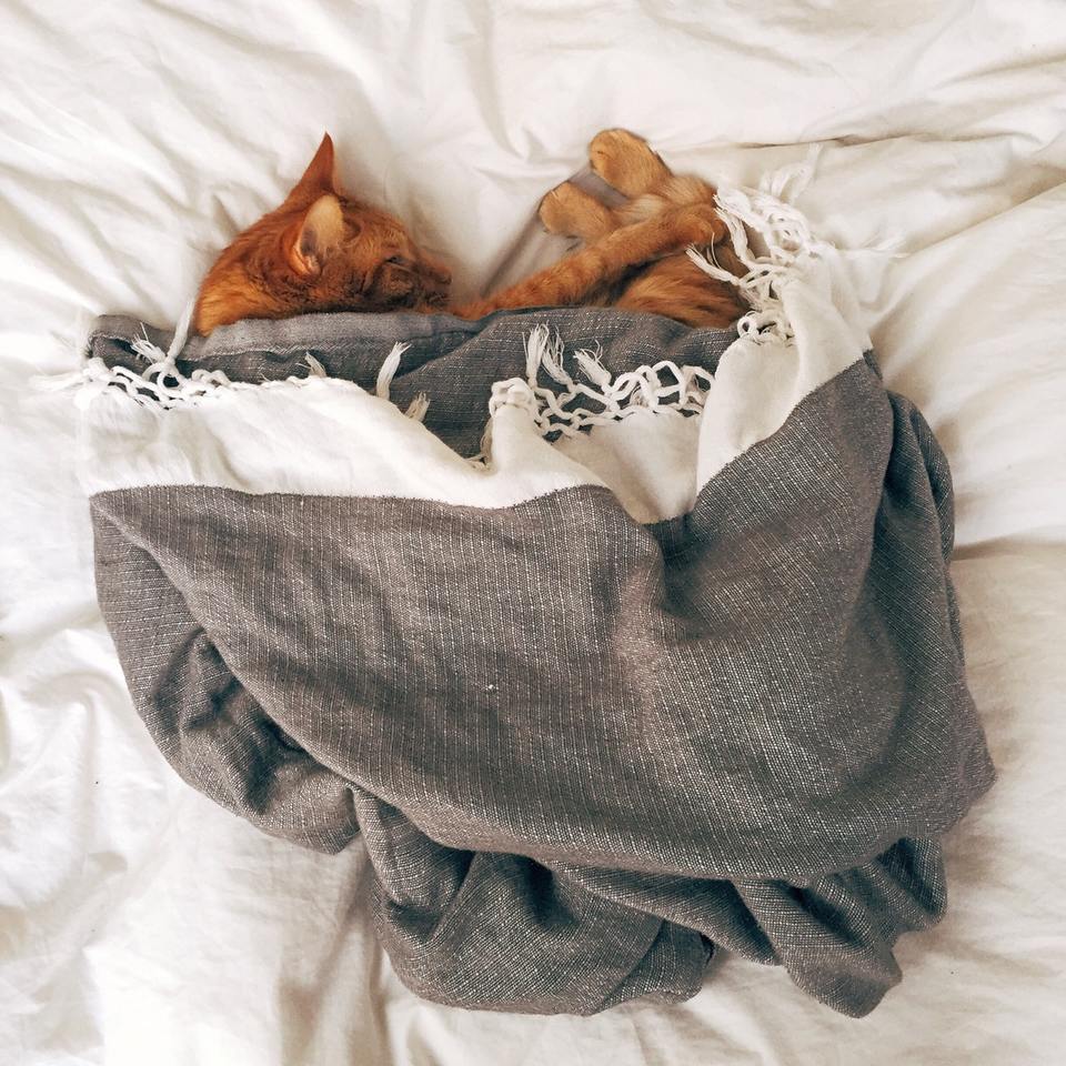  Katė miega po antklode? Jai ten šilta ir jauku, ir ji tavimi pasitiki!